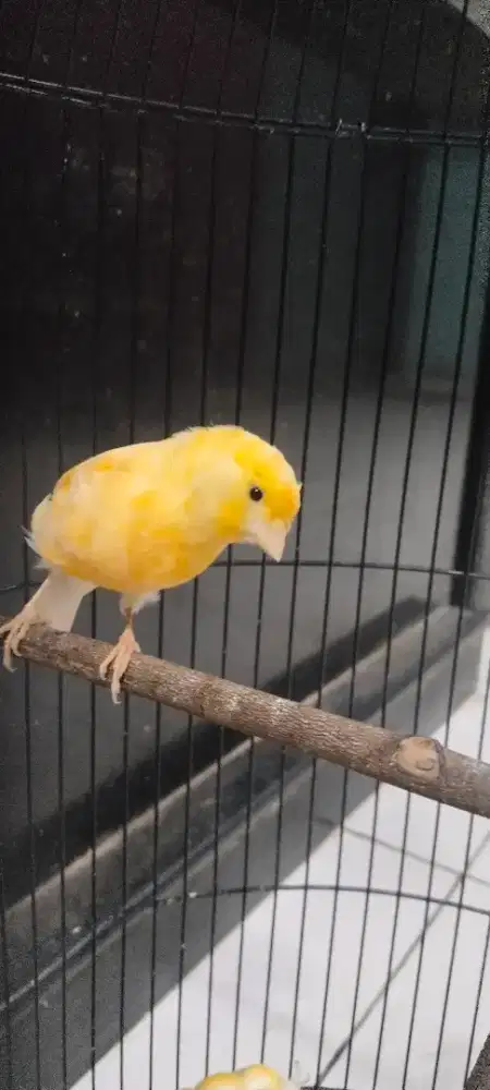 Di jual burung kenari af + kandang