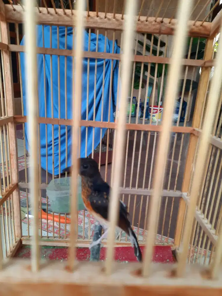 Trotol anakan murai batu trah prestasi