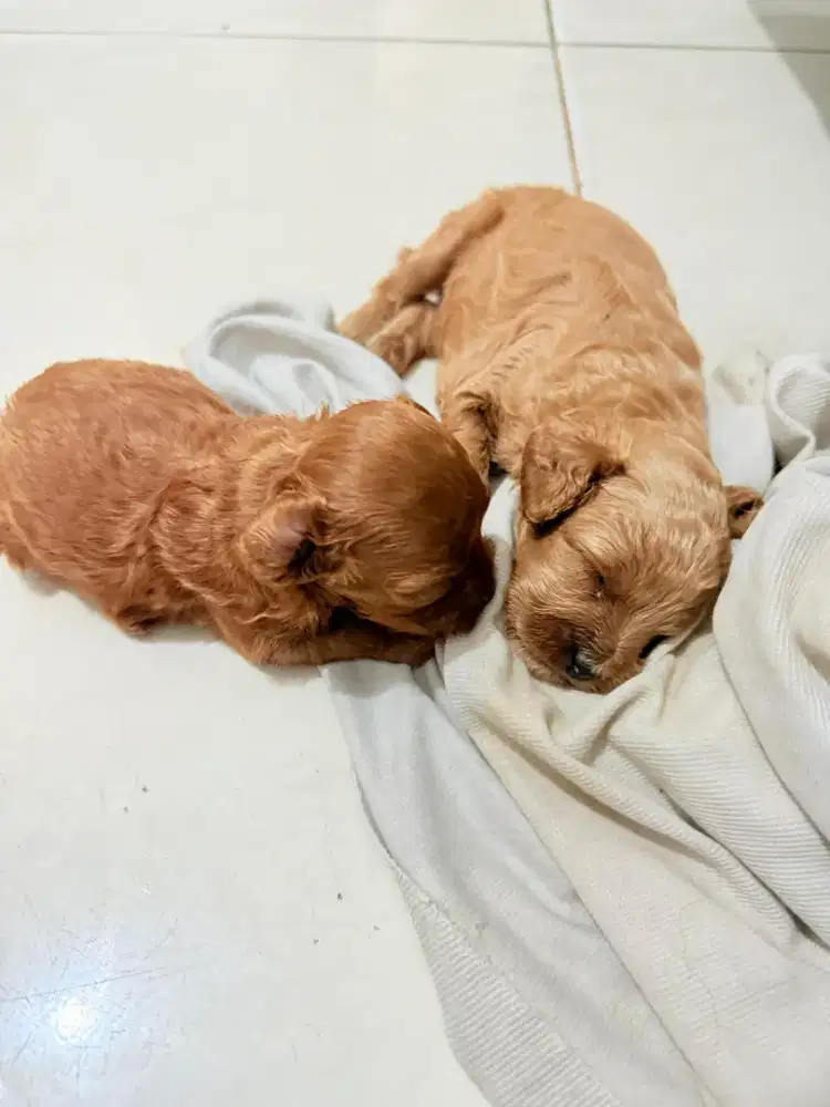 Jual anjing poodle baru labiran sisa 2