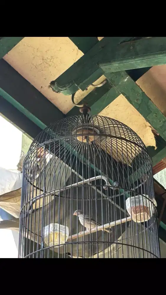 Edel Sanger Rajin Bunyi