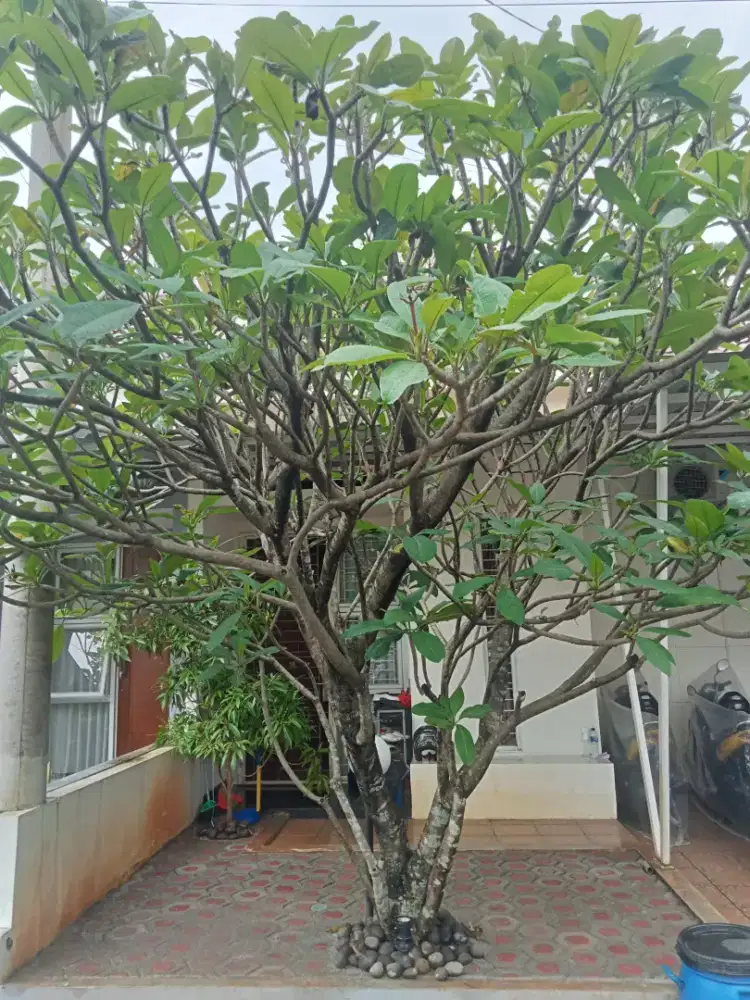 Pohon Kamboja Merah Tua Asli Kecap.