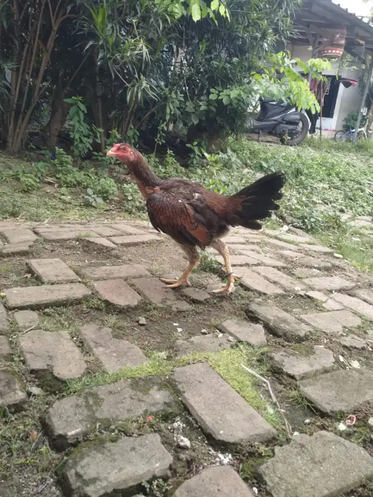 Indukan Birma telur hijau