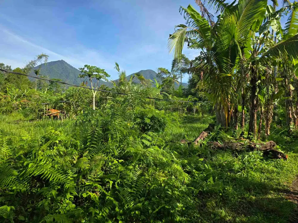 Dijual tanah murah view gunung cantik di tabanan bali