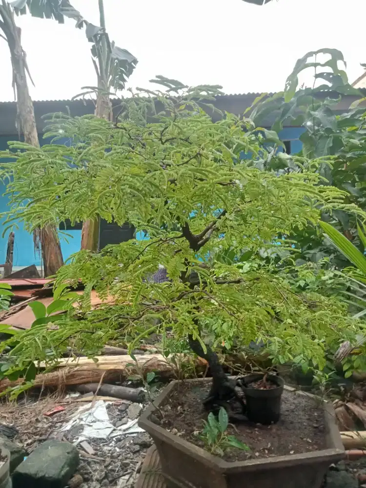 Pohon bonsai asem