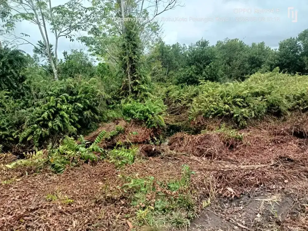 Jl. Tjilik Riwut Km.16 MAsuk jalam Pramuka Uk. 110x500 SPPT (Ahmad Dody)