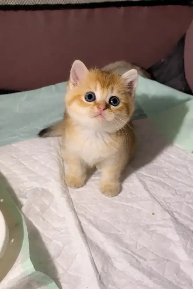 British shorthair golden betina