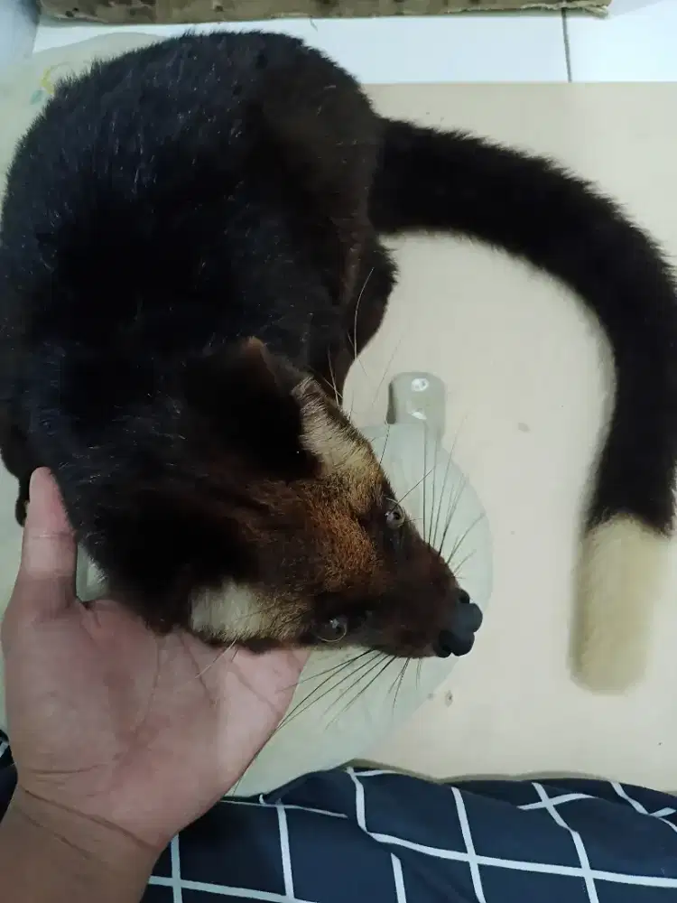 Musang bulan jinak