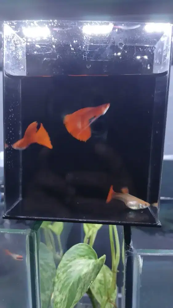 Ikan guppy albino full red AFR indukan