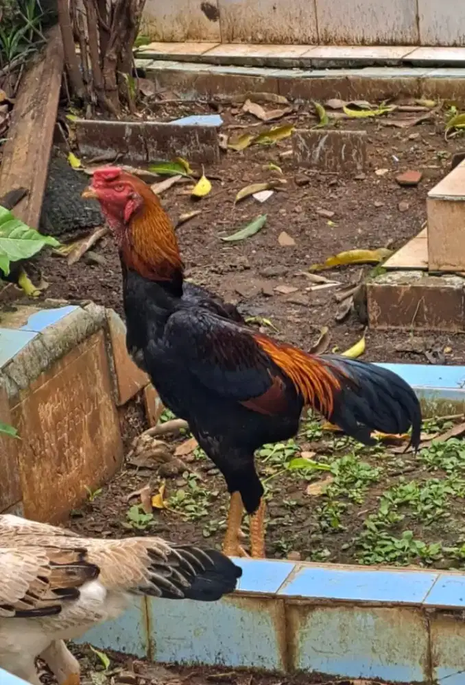 Shamo jepang line tanaka