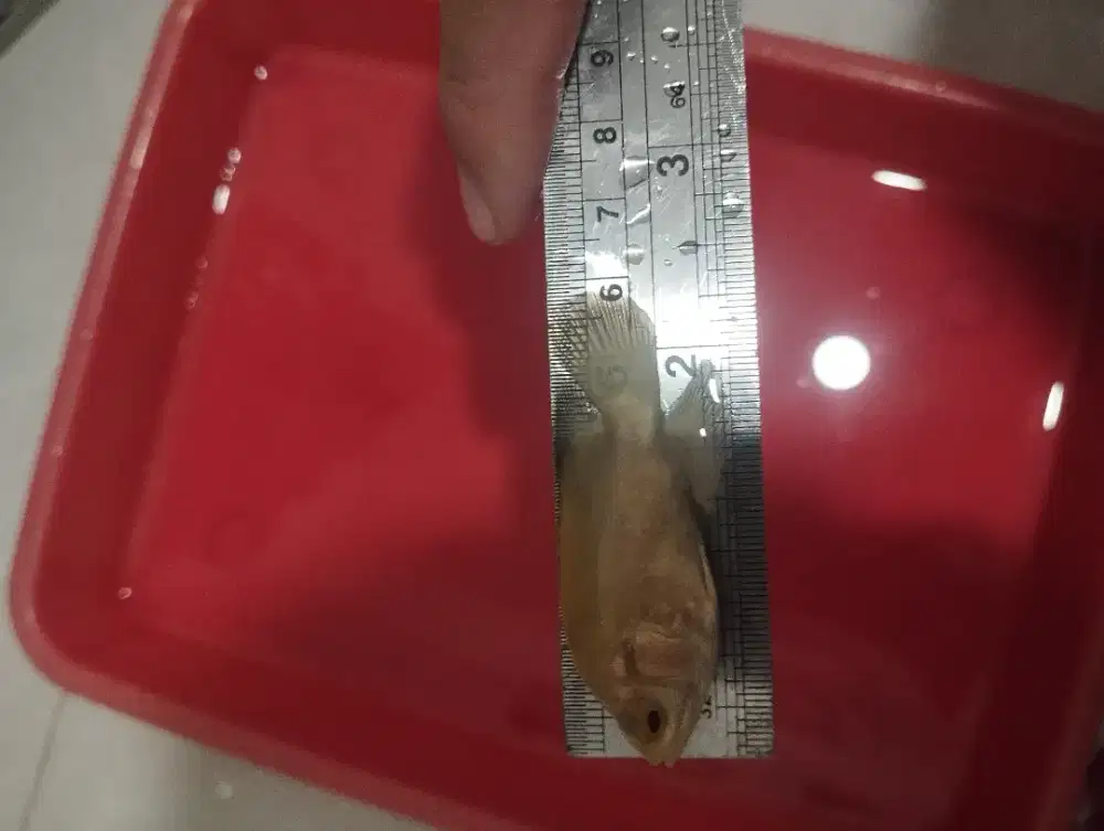 ikan oscar paris albino