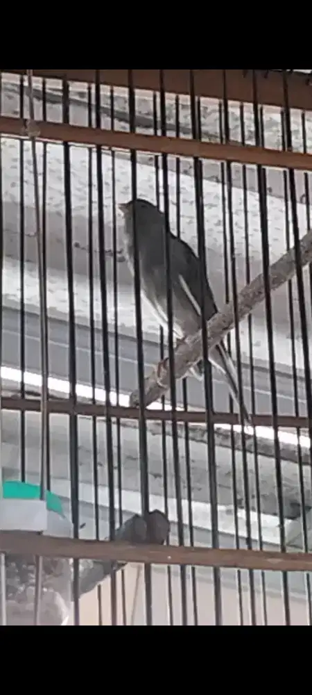 Burung kenari starblue AF lumayan rajin