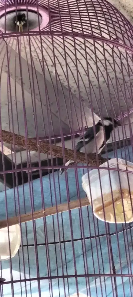 Burung glatik batu jantan rajin