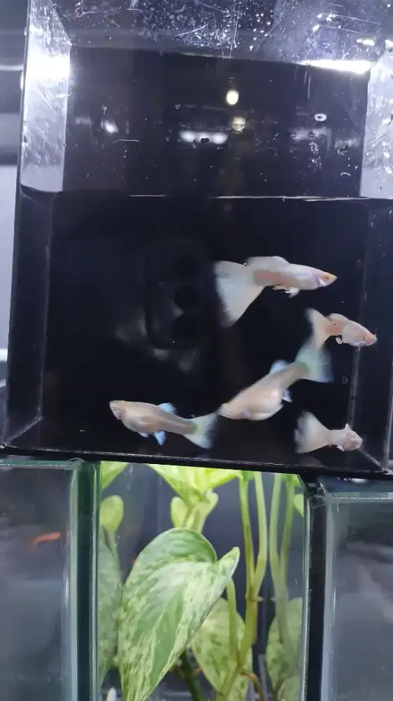 Ikan guppy Albino Full Platinum AFP indukan