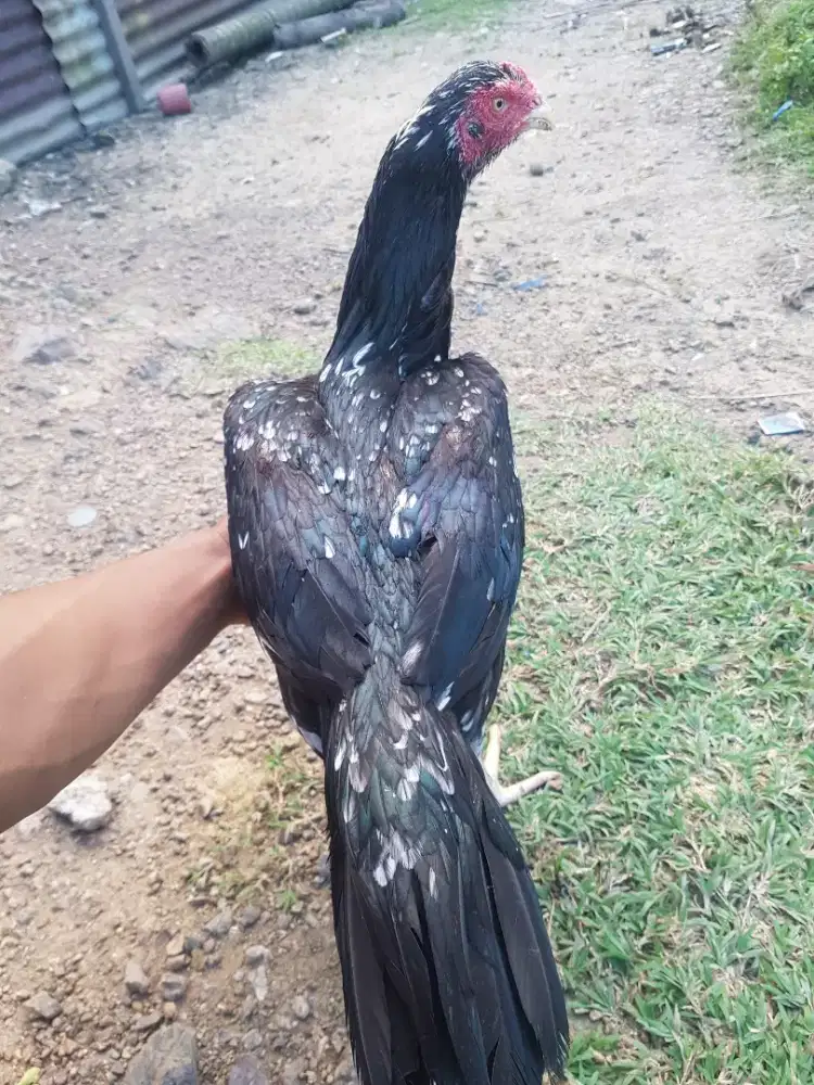 Indukan betina super