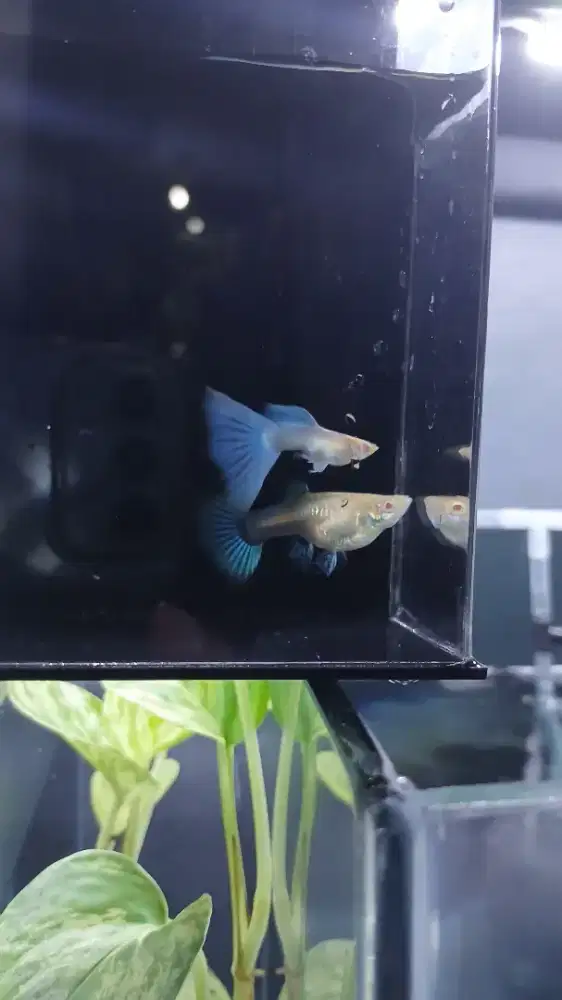 Ikan guppy albino sky blue / blue topas indukan