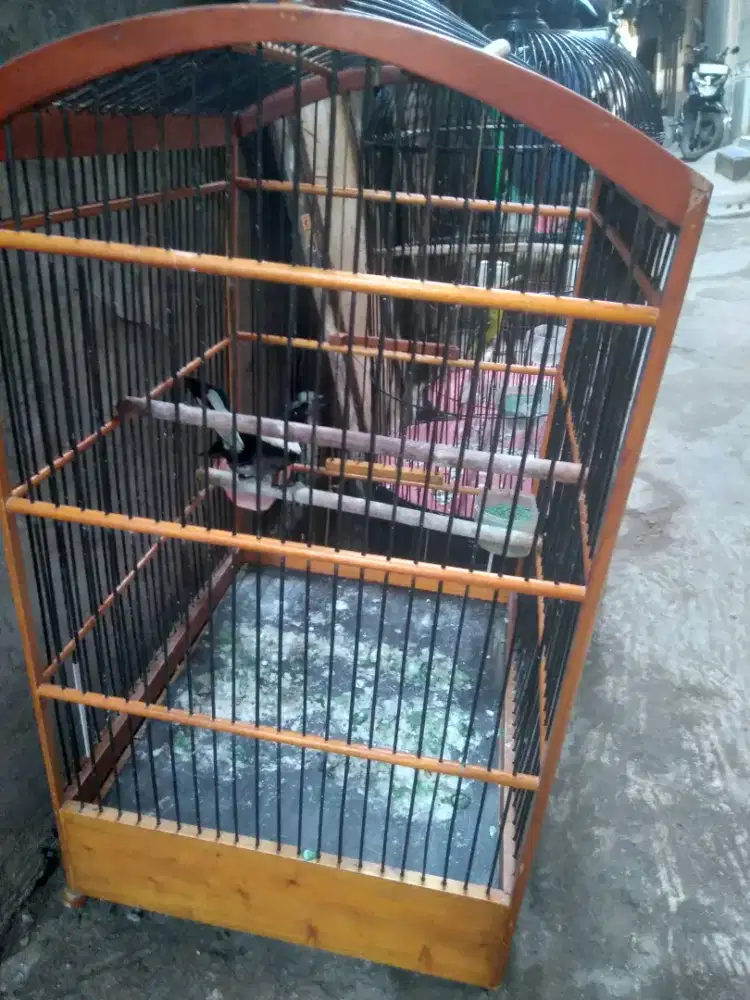 Jual burung kacer  500 000 nego ma kndang