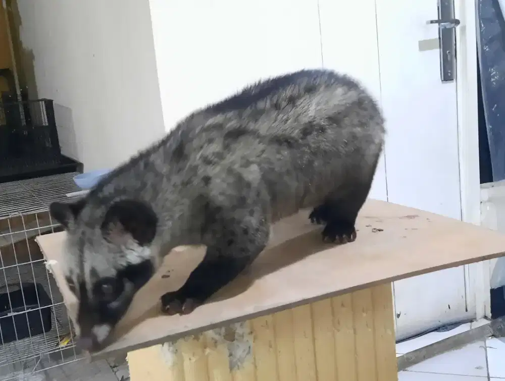 Musang pandan muspan