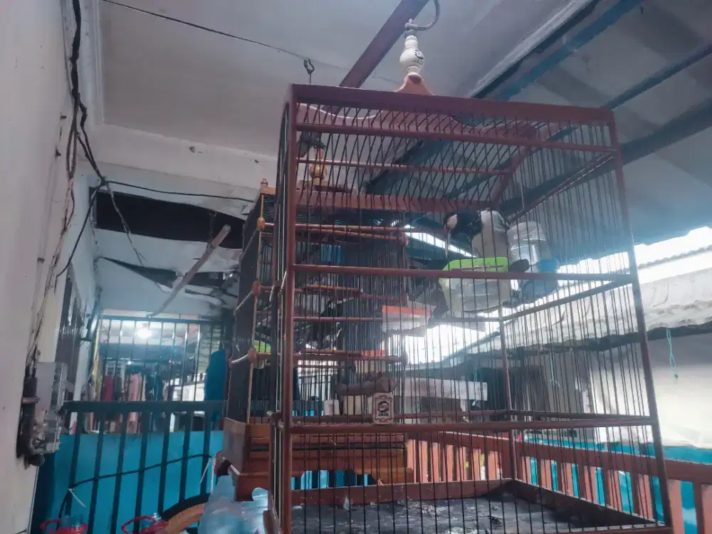 Jalak suren Jawa 2 fulset birongin aj