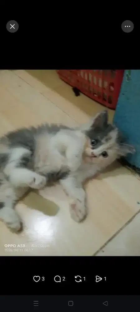 Peranakan anggora & persia