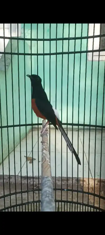 Pastol fighter trah prestasi isian banyak volume kenceng