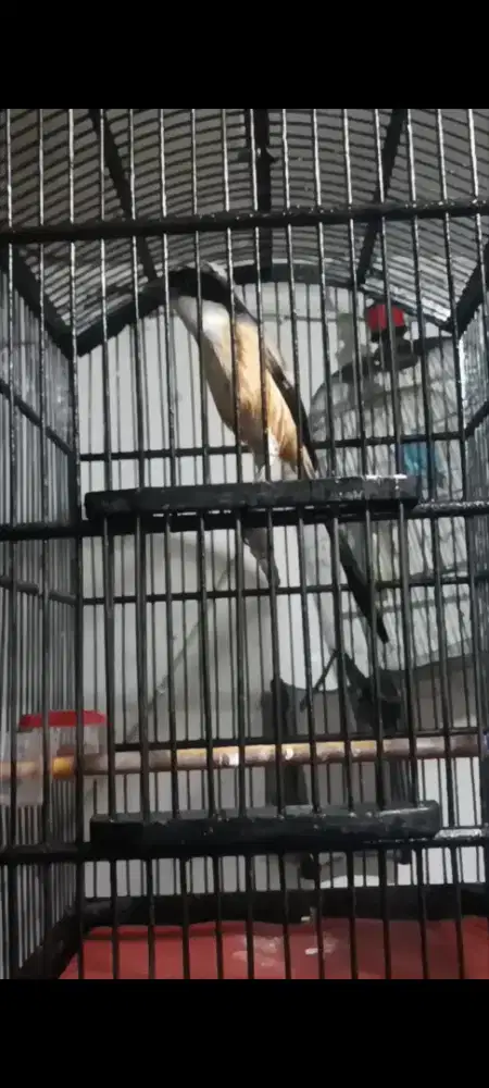 Pentet Madura gacor isian banyak