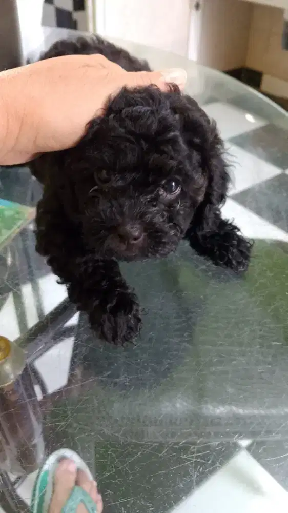 puppy shitsu mix pudel