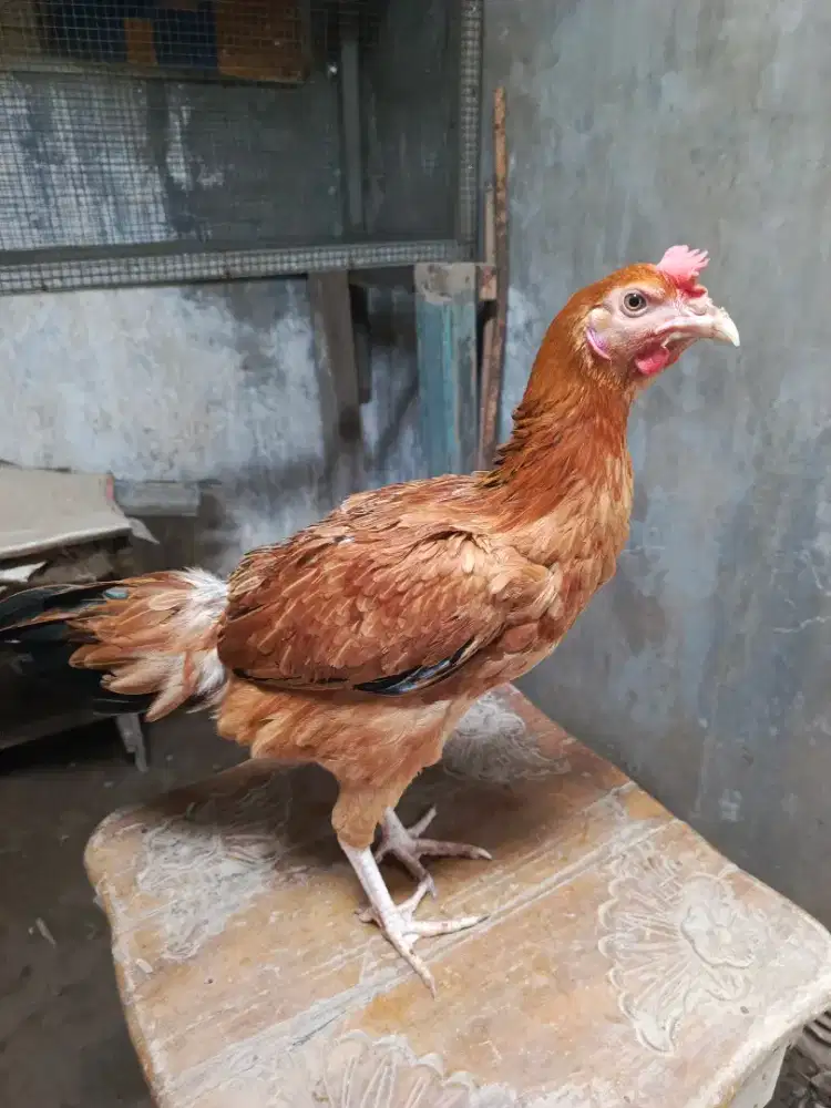 Ayam Pama Perawan