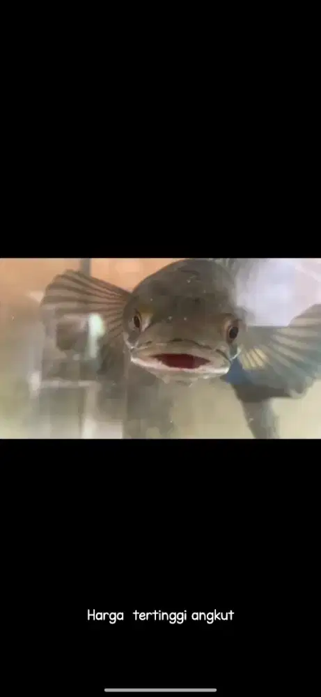 Ikan chana yellow Sentarum 30-40 cm