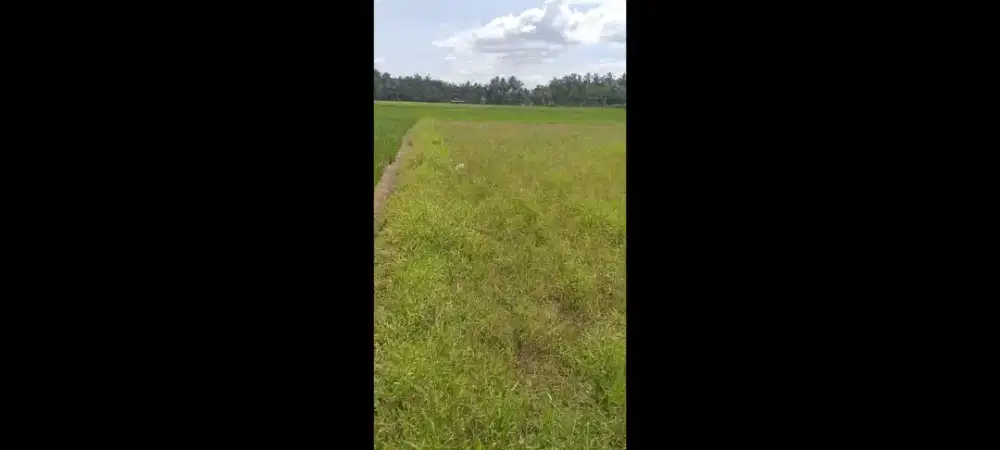 DIJUAL TANAH SAWAH – CINANGKA, SERANG, BANTEN