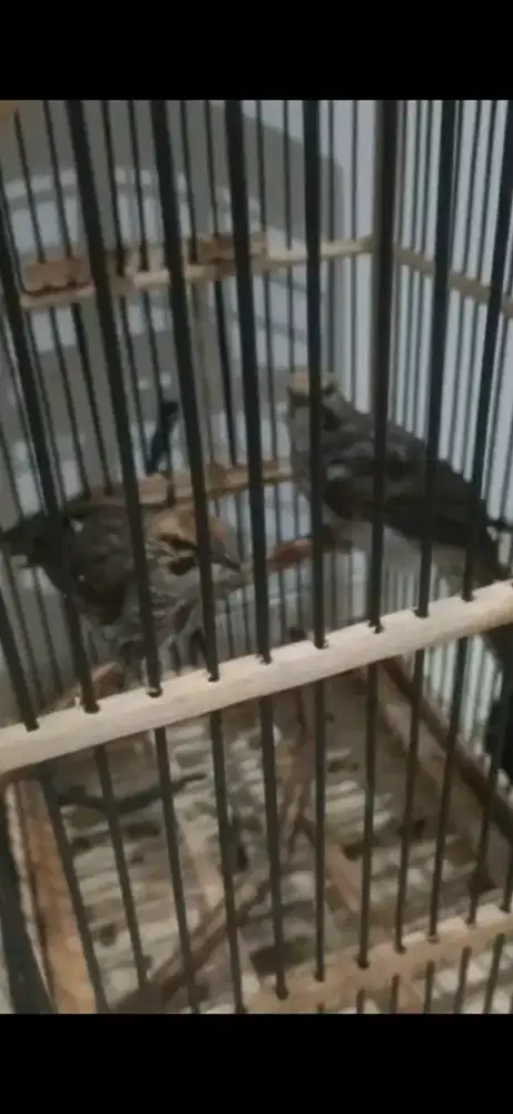 Cucak rowo.sepasang usia 5bulan udh mandiri