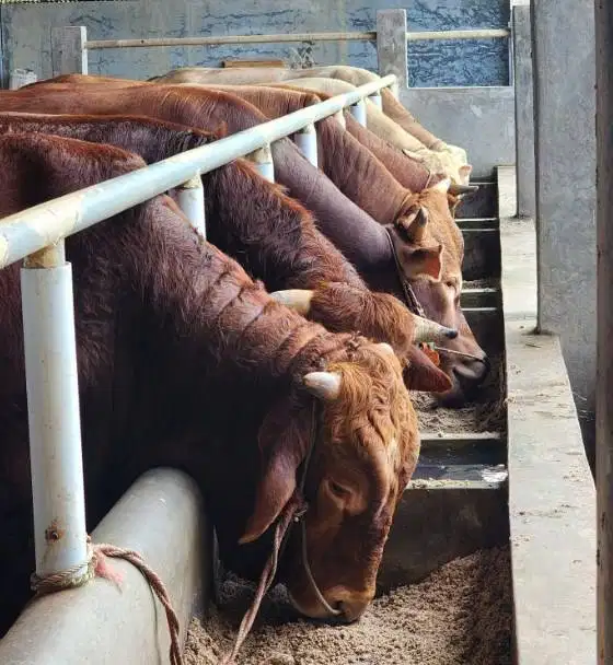 sapi kurban limosin 600kiloanUP 70rb-an/kilo timbang hidup siap qurban