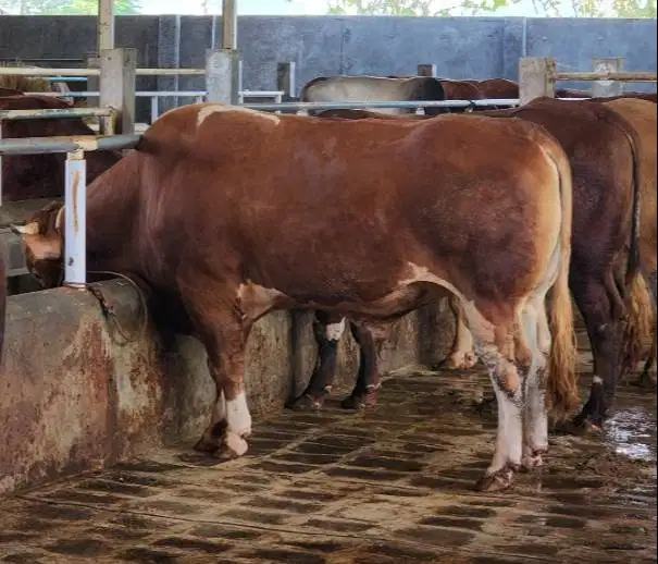 sapi kurban limosin 600kiloanUP siap hewan qurban premium 2026 rawatan