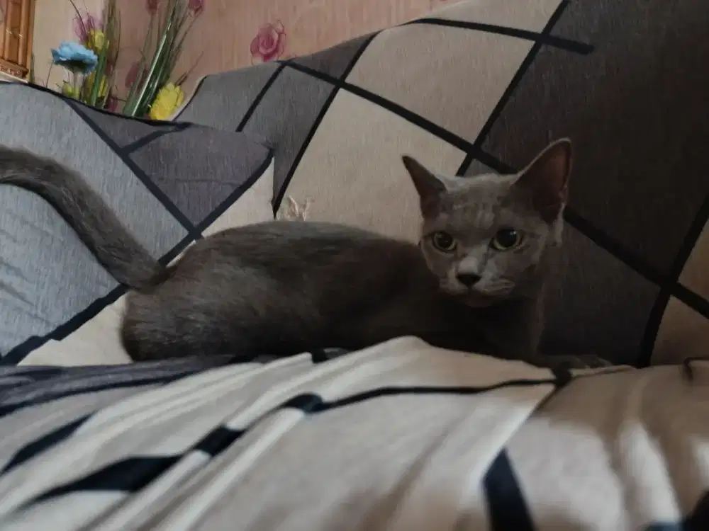 Blue Solid Betina Birahi Ringan