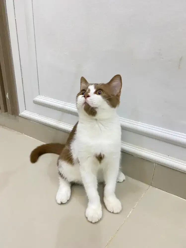 Kitten Bsh bico cinamon