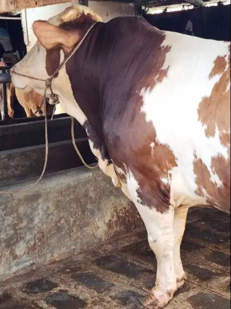 sapi qurban limosin 600kiloanUP siap kurban premium 2026 jamin manteb