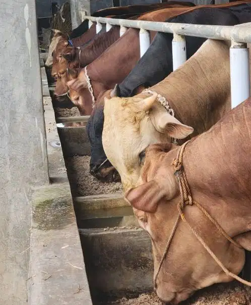 sapi qurban limosin 600kiloanUP 70rb=an/kilo timbang hidup jamin puas
