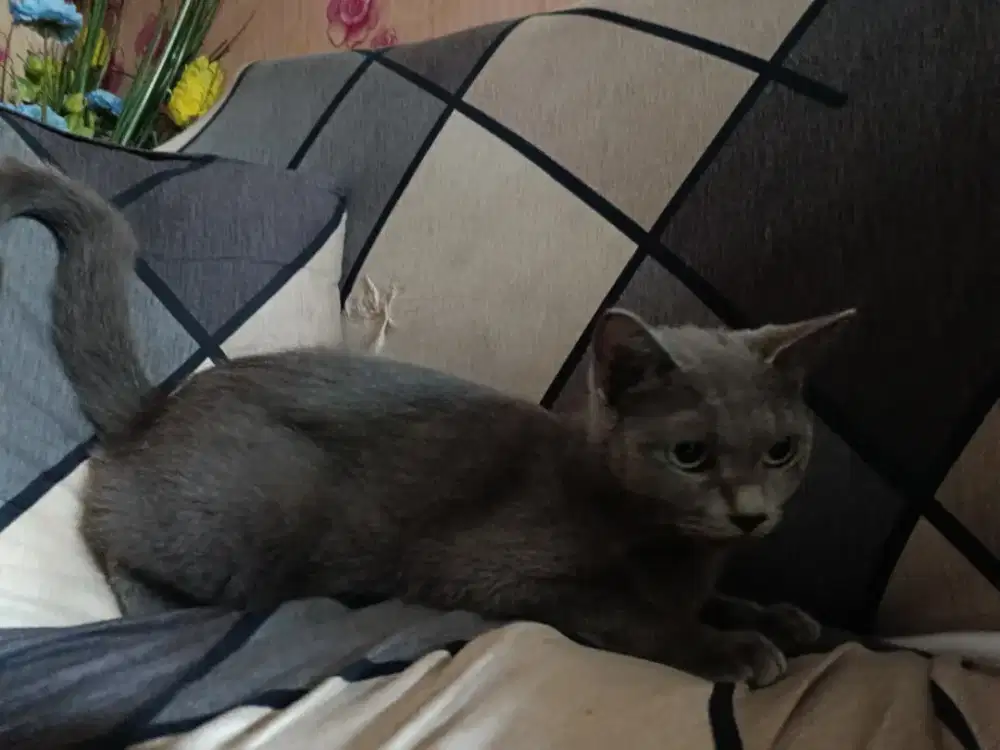 Betina Blue Solid Siap Breeding