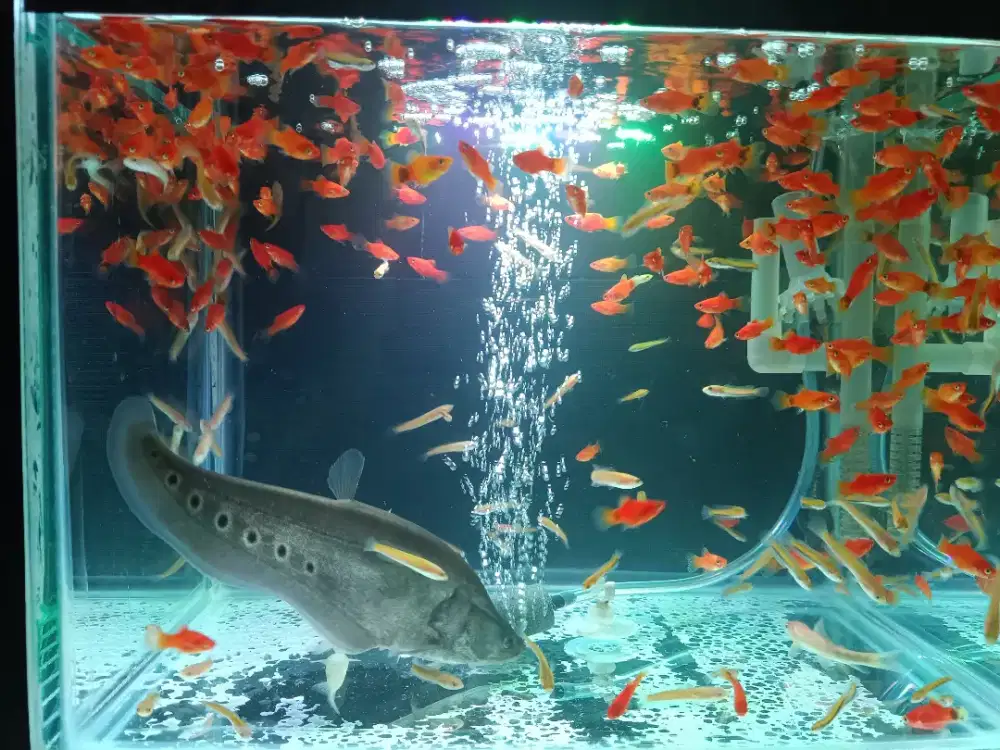 Dijual cepat ikan belida Bangkok ukuran 17-18cm 25k aja