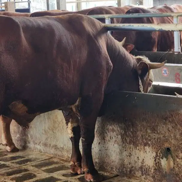 sapi limosin qurban 600kiloan siap hewan kurban premium 2026 jamin top