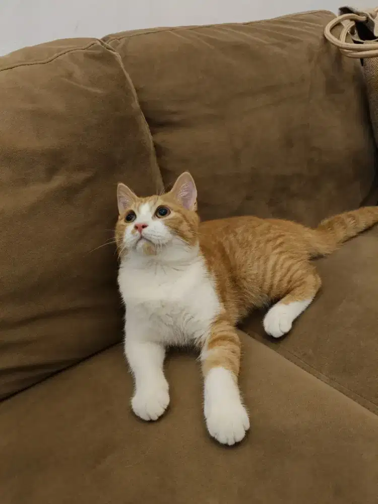 Kucing BSH mix Munchkin jantan