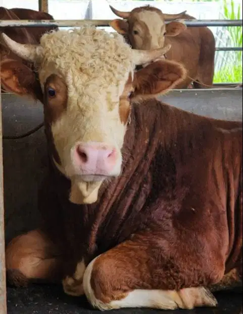 sapi jantan premium 600kiloan layak hewan kurban superan 2026 rawatan