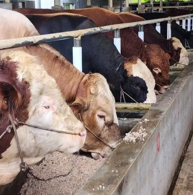 sapi jantan premium 600kiloan layak hewan kurban superan 2026 rawatan