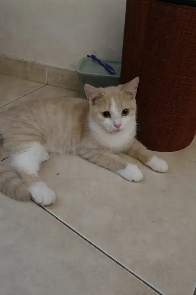 Kucing BSH mix betina 5 bulan