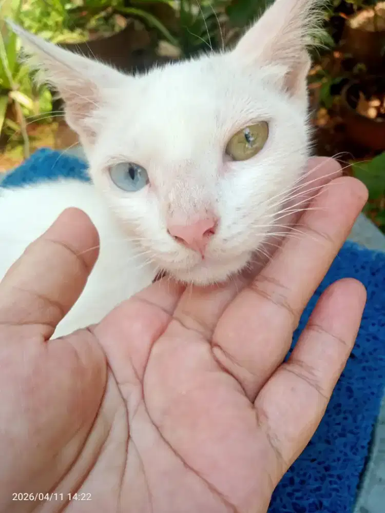 KUCING HOKI RAS THAILAND KHAO MANEE