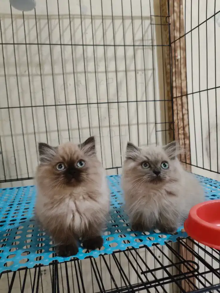 Kitten munckhin betina