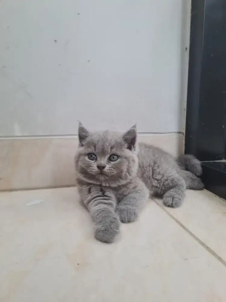 Bsh kucing British female( cewe)