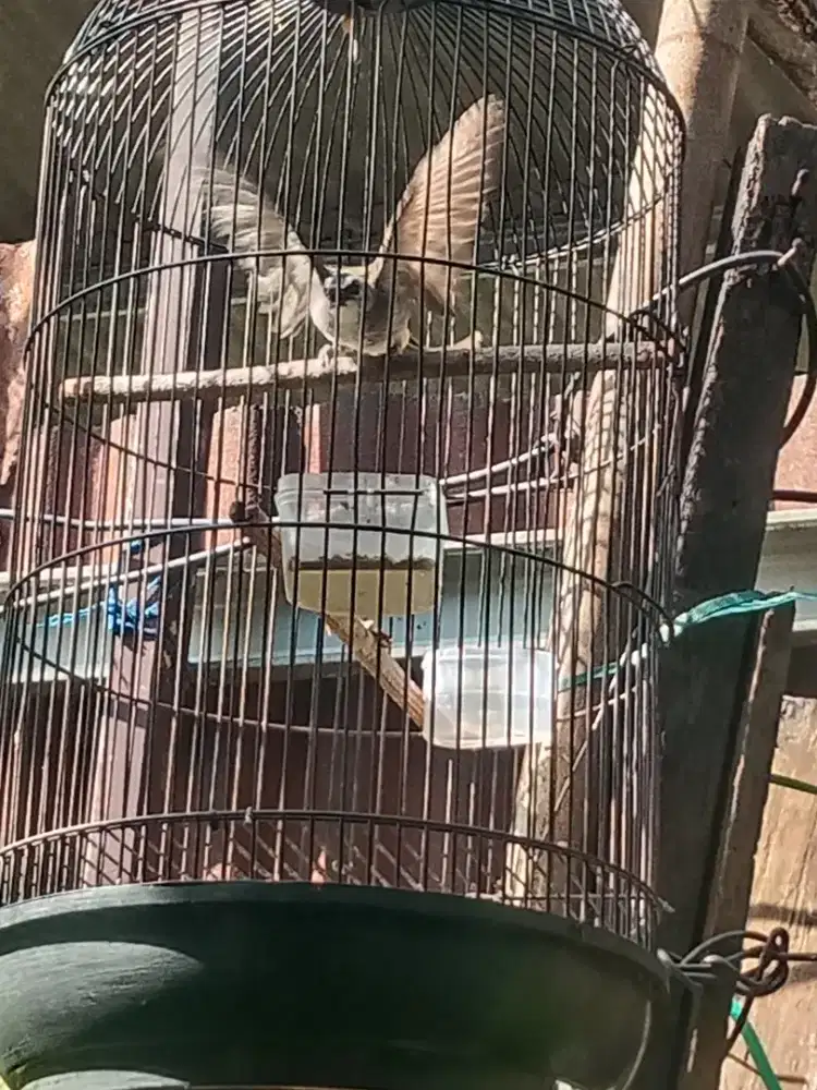 Burung trucukan lokal jawa
