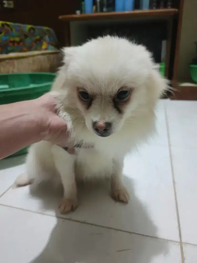 Anjing minipom putih