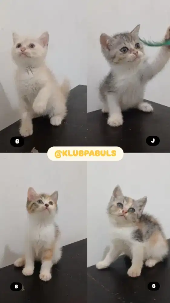 Kitten Kucing BSH British Short Hair