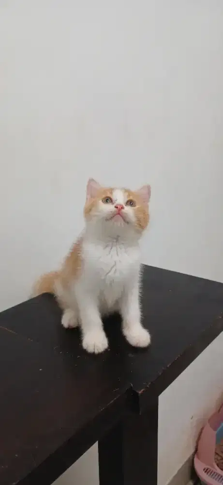 Kucing BSH British Short Hair